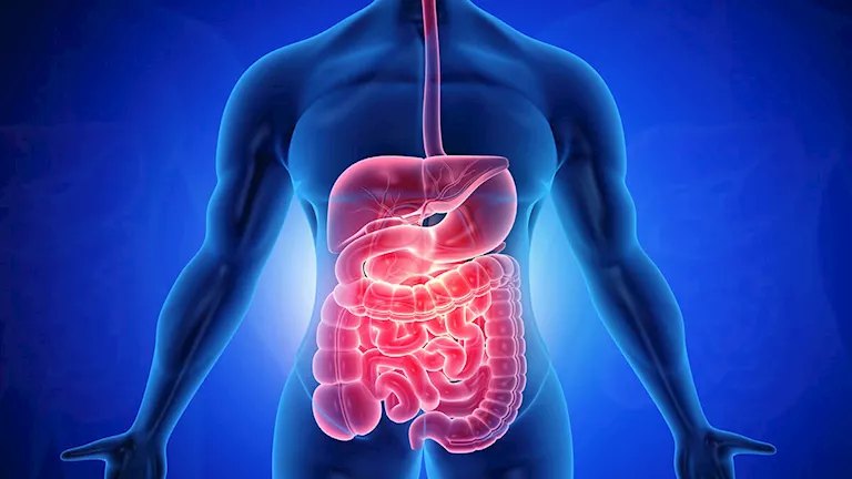 5 أعشاب وتوابل تساعد على تهدئة اضطرابات الجهاز الهضمي.. تعرف عليها
