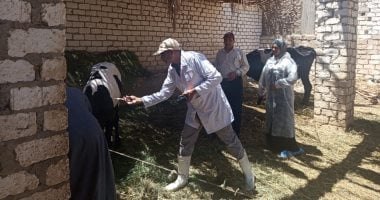"بيطرى الأقصر" تبدأ اليوم حملات تحصين 92 ألف رأس أغنام وأبقار